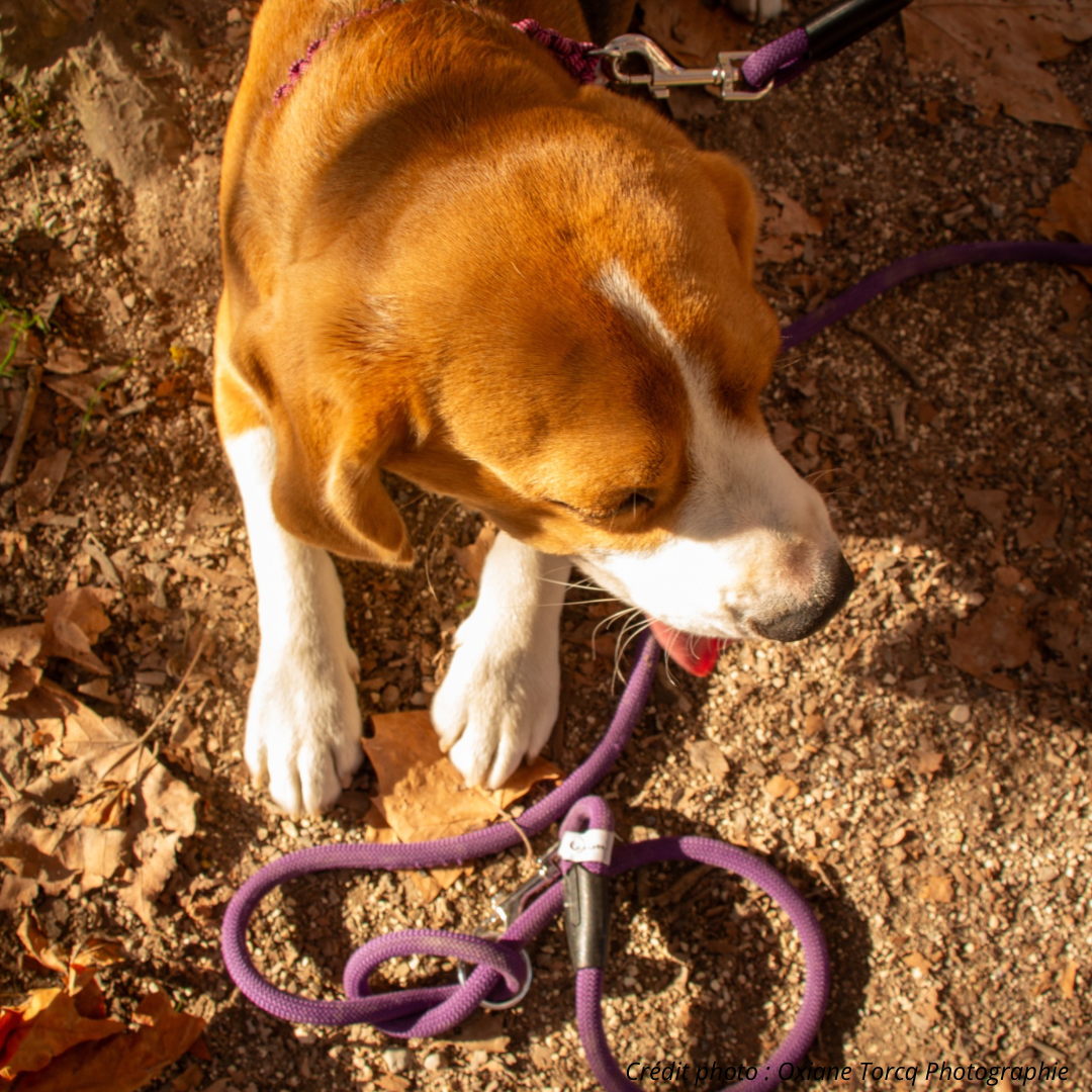 Laisse en corde pour chien Purple Grape LuckyLesse