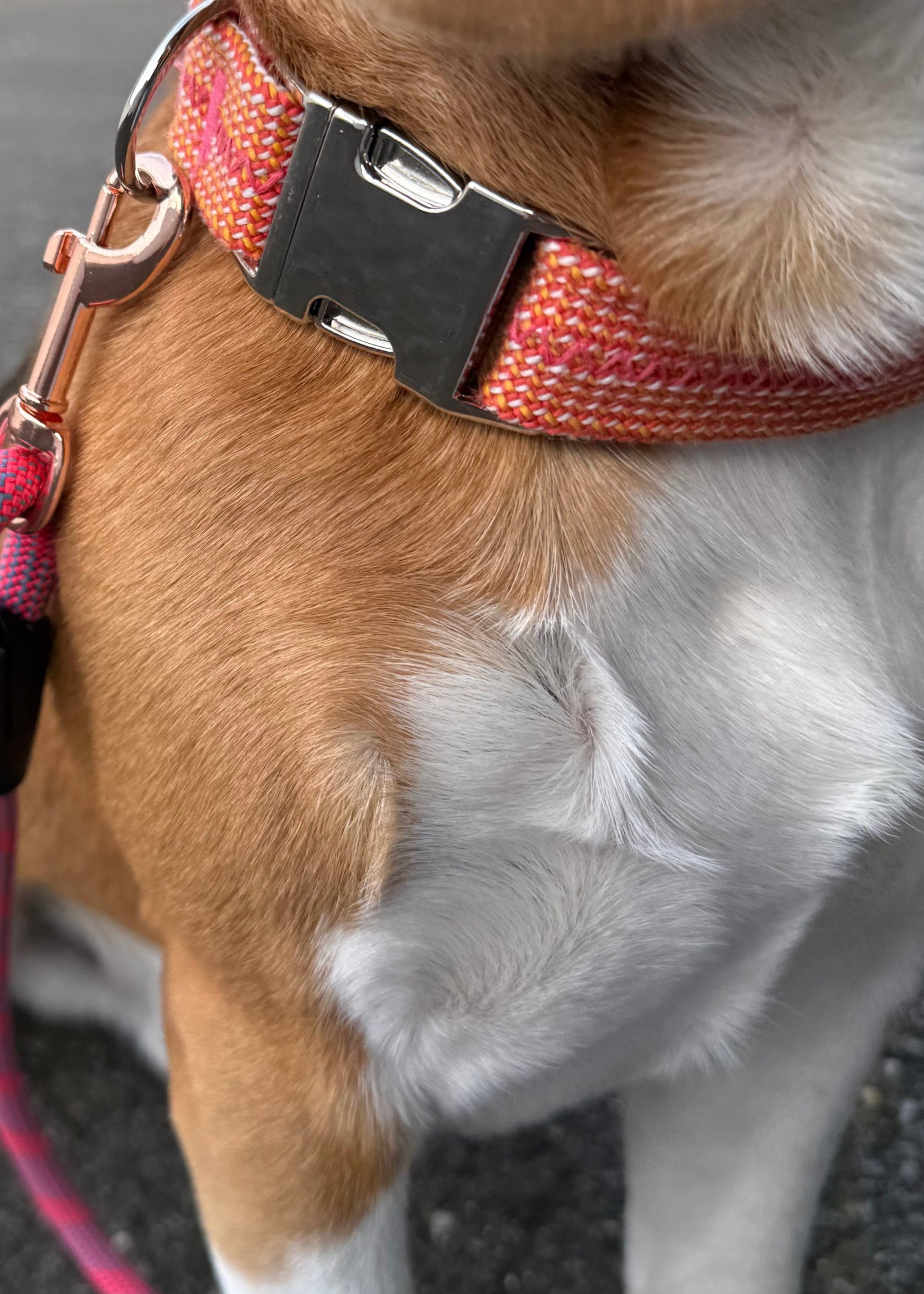 Collier pour chien Peach 🍑