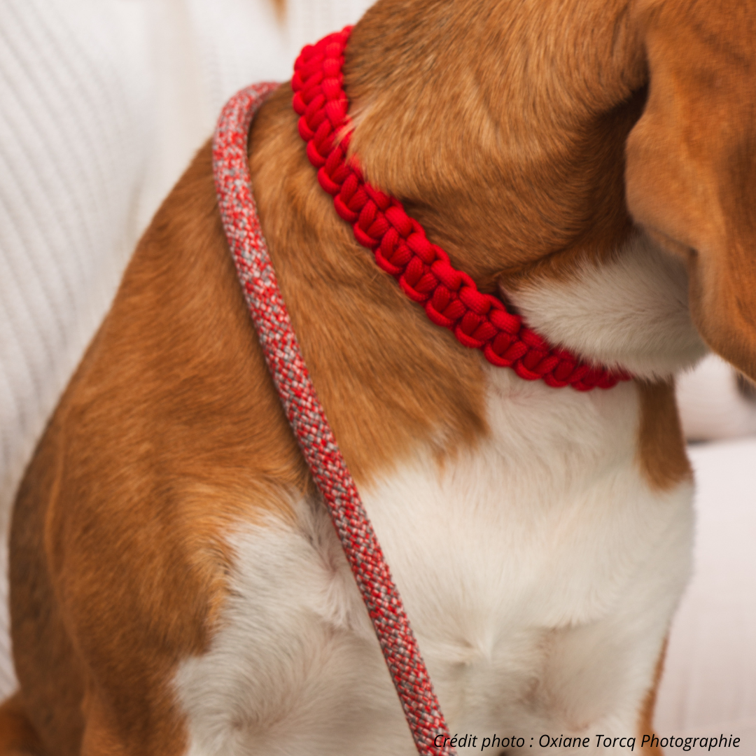 laisse et collier pour chien