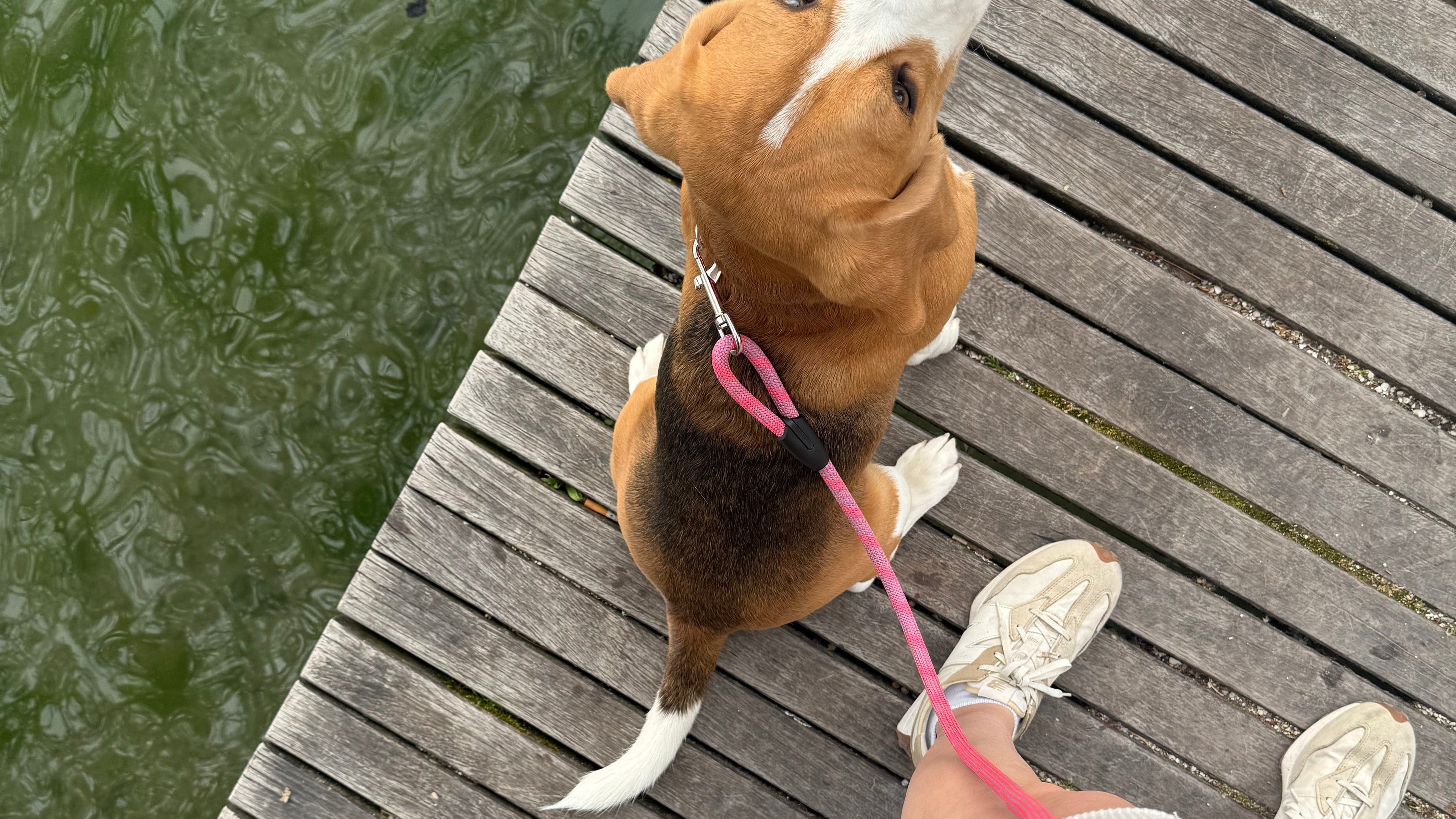 Laisse multiposition chien